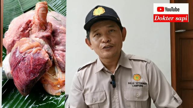 Breaking news: PMK DATANG LAGI, peternak jangan panik смотреть онлайн