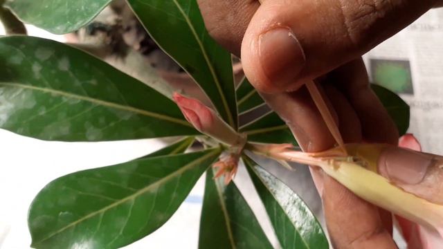 Adenium Hand Pollination 100% successful method | Gardening Tips and Treats смотреть онлайн