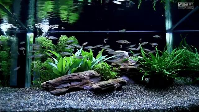 バーチャル・アクアリウム【60分】⑧ 汽水魚・その他の仲間 | ASMRな水槽音と熱帯魚に癒される、チルい映像インテリア смотреть онлайн