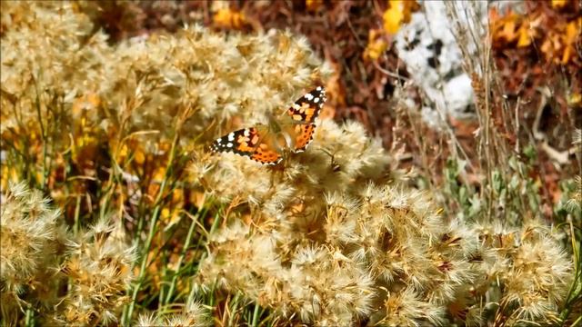 Turpentine Bush, Ericameria laricifolia, Inyo, California смотреть онлайн