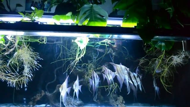 Wild Angelfish (scalare & altum) in Amazon biotope style aquarium смотреть онлайн
