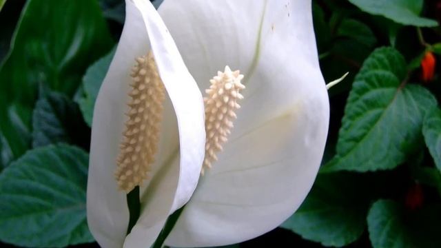 Комнатные растения из частной оранжереи смотреть онлайн