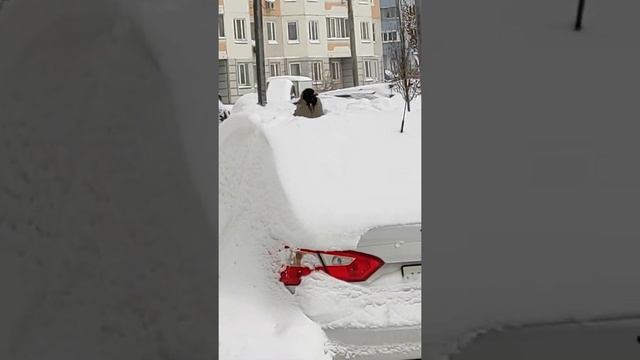 Новый способ гнездования ворон смотреть онлайн