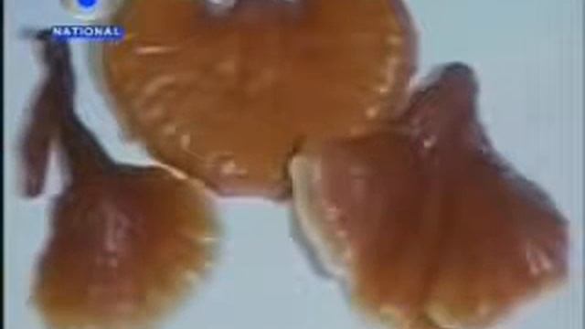 DD news about Ganoderma lingzhi DXN ganoderma best in the world it is 6in 1 смотреть онлайн