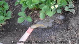 Куриный помет для клубники