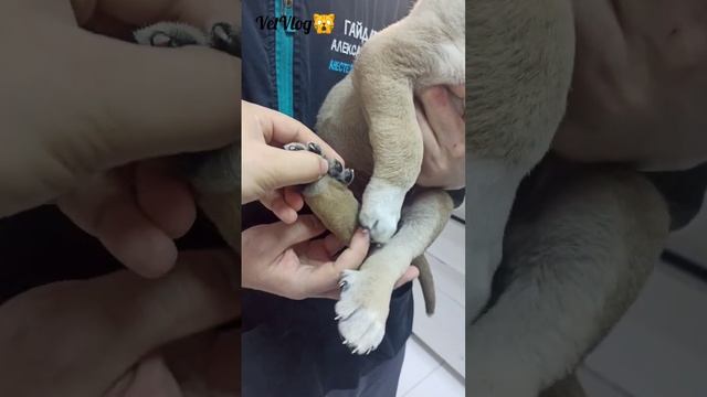 Вот такая мутация ☹️