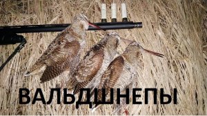 Охота на вальдшнепа. Взял норму быстро.