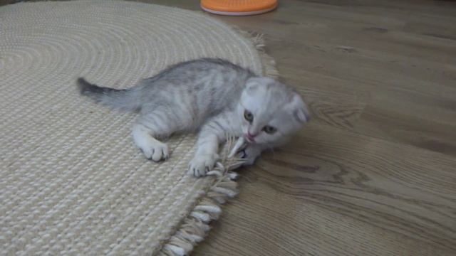 Игра вислоухий котенок скоттиш фолд Game смотреть онлайн