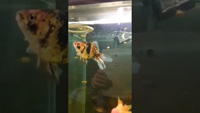 ЦИХЛИДНИК: Северумы, попугай, акары бирюзовые. ПИРАНЬИ: Красный Паку смотреть онлайн