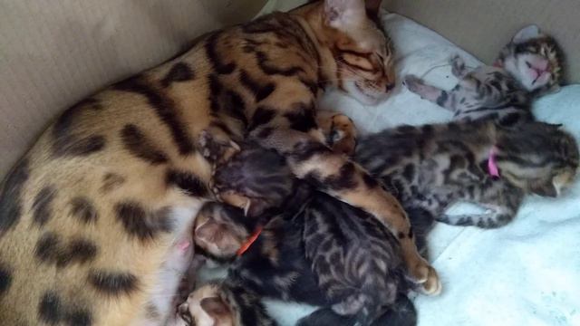 Бенгальские котята, наш первый помет))) смотреть онлайн