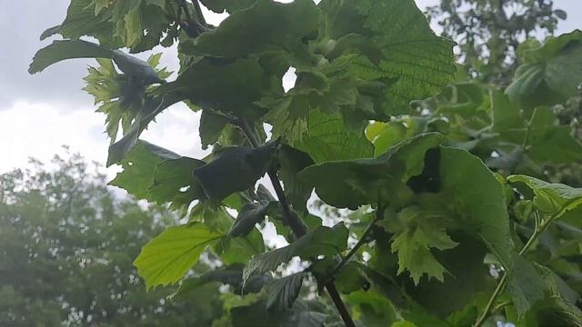 Фундук .Состояние развития некоторых сортов на 28 мая смотреть онлайн