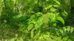 ПУТЕШЕСТВИЕ ПО АЛИКОНОВСКОМУ УЩЕЛЬЮ ЗА КИСЛОВОДСКОМ 1 ЧАСТЬ