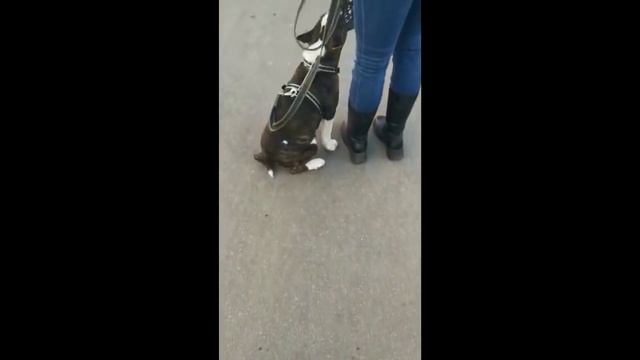 Как кинолог может испортить собаку смотреть онлайн