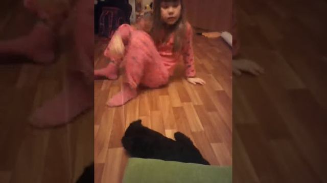 Цвергшнауцер собакэ смотреть онлайн