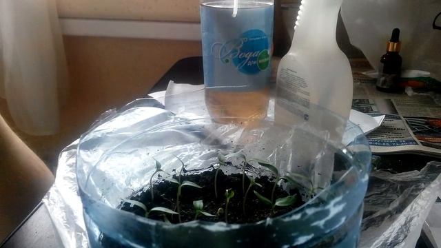 Как часто поливать рассаду// Отличный способ измерения влажности грунта смотреть онлайн