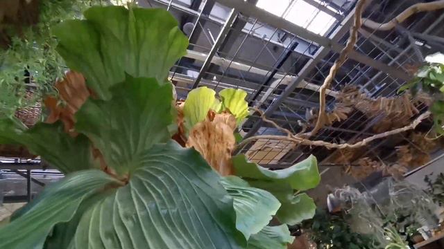 🇯🇵 INTERIOR stylish PLANTS Calathea Philodendron Anthurium Ferns HUGE JAPAN SHOP The Farm Fukuoka смотреть онлайн