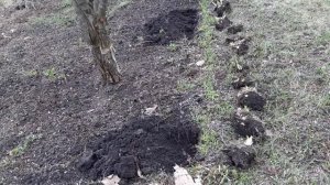 Как посадить ирисы весной.