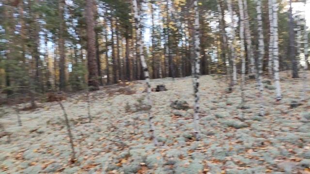 Закрытие грибного сезона. смотреть онлайн