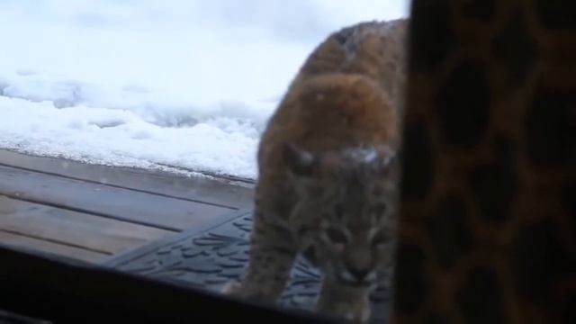 Домашний кот против рыси. Cat vs lynx. смотреть онлайн
