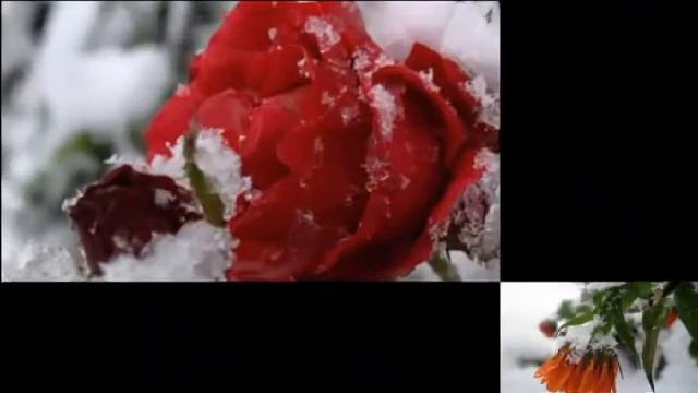 ДЕНЬ ЗИМНИХ ЦВЕТОВ или цветы под снегом смотреть онлайн
