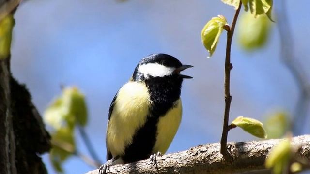 Лесная синица смотреть онлайн