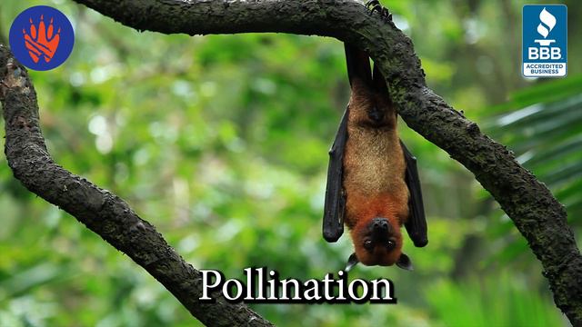 How Bats Help The Environment | Wildout Animal & Pest Removal смотреть онлайн