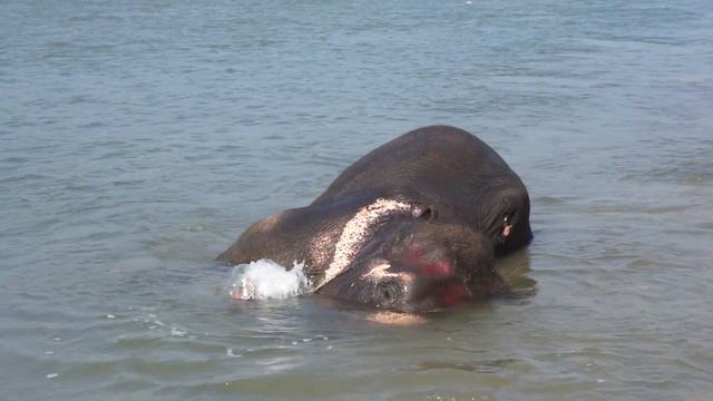 Elephant bath, Nepal (Chitwan) смотреть онлайн