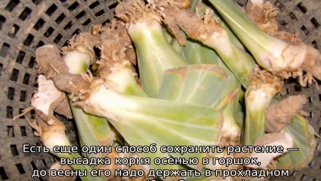 Ирисы: посадка и уход в открытом грунте смотреть онлайн