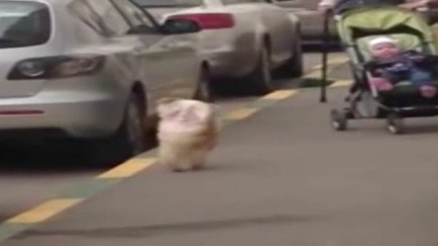 Собачка ходит по маленькому на передних лапах) Мелкая зассыха) смотреть онлайн