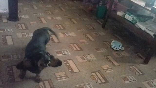 безумно веселая такса смотреть онлайн