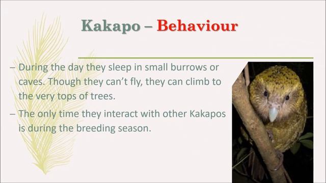 Kakapo Parrot | The Owl Parrot | The only flightless parrot смотреть онлайн