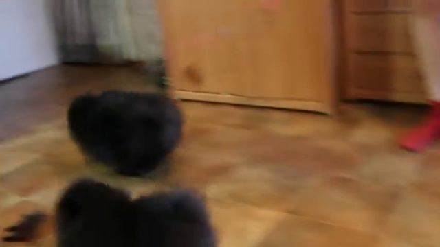 Стая маленьких шпицев смотреть онлайн