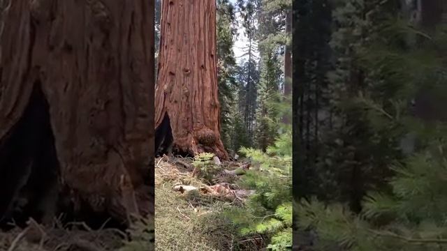 Ствол Секвойи старый (в дупле) смотреть онлайн