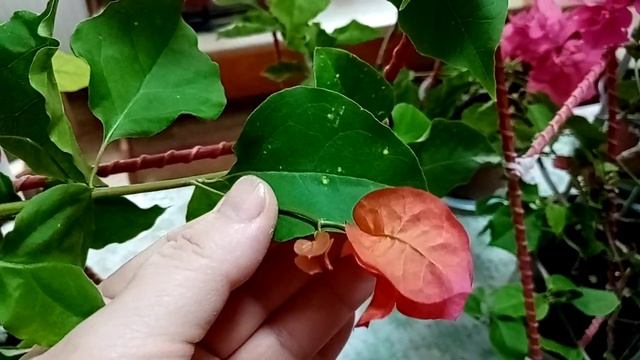 Цветущие растения в доме. Февраль. смотреть онлайн