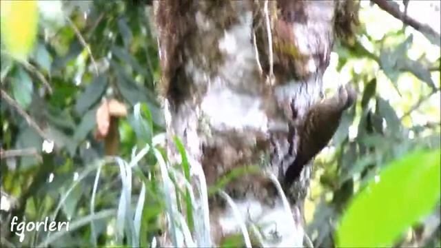 White-spotted Woodpecker (Veniliornis spilogaster) смотреть онлайн