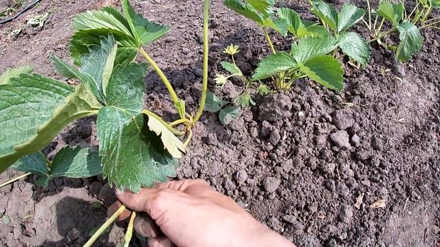 Клубника/земляника. Состояние 21.05. Получил план ухода клубники от профессионалов! смотреть онлайн