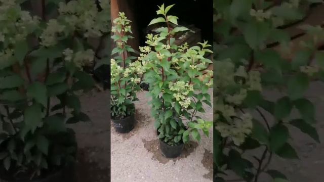 Необычный сорт гортензии Геркулес смотреть онлайн