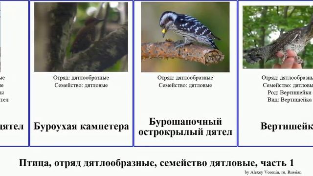 Птица, отряд дятлообразные, семейство дятловые, часть 1 дятел дятелок меланерпес венилиорнис bird смотреть онлайн