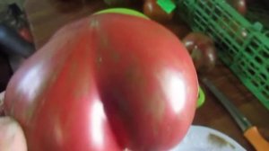 Томат Амурский тигр розовый.