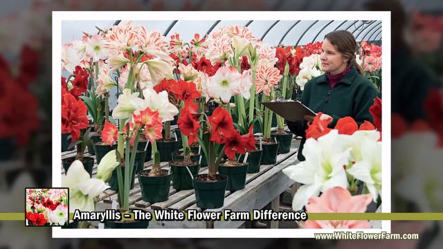 Amaryllis -- The White Flower Farm Difference смотреть онлайн