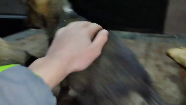 Рост и развитие млекопитающих. День пятьдесят восьмой. смотреть онлайн