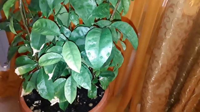 ЛИМОНЧИКИ 🍋🍋🍋 И ФИКУСИКИ 🌿🌿🌿 - ВСЕ МОИ ДРУЗЬЯ ( МАЛЬЧИКИ - 🐵 Я ИХ НАЗЫВАЮ 😂 ) . . . смотреть онлайн