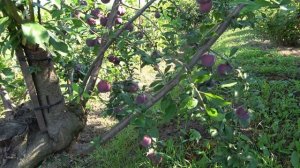 Крупноплодная алыча Обильная Новая | Урожайная и высокоустойчивая  к заболеваниям