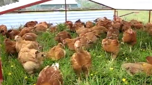 Куры Редбро (Redbro) смотреть онлайн