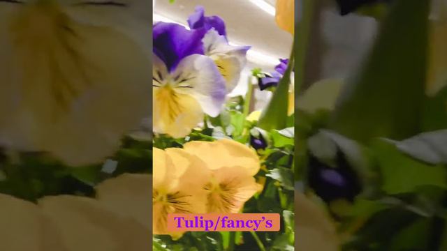 #shortvideo #mothersday #orchids #tulip смотреть онлайн