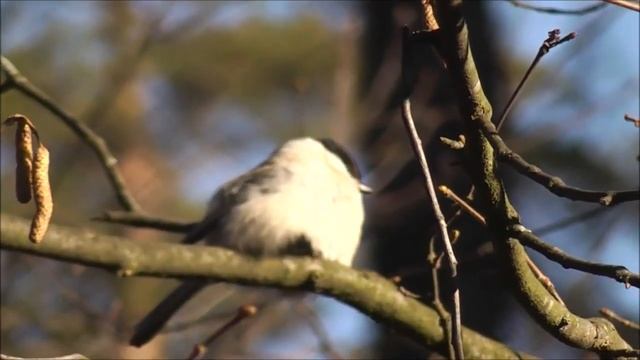 Гаички и интересные факты о них