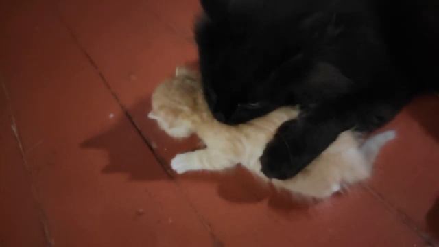 Папуля и Бабуля воспитывают малышей кот кошка и котята ? cats and kittens смотреть онлайн