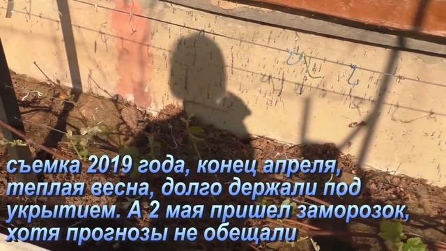 Весенний разгон винограда. Нужен ли он? смотреть онлайн