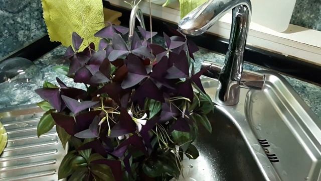 Джунгли в квартире. Как я поливаю свои кокедамы. смотреть онлайн