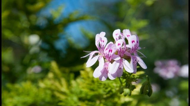 Geranium смотреть онлайн